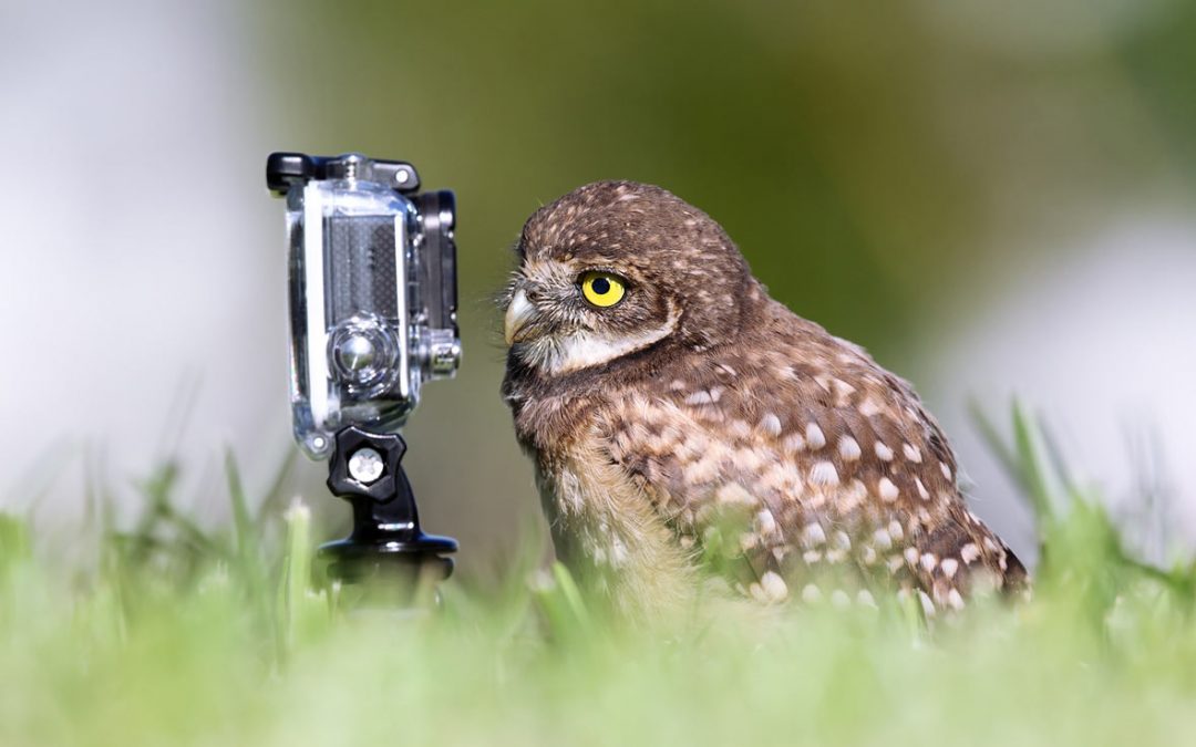 Watch the birdie!